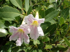 Tabebuia heterophylla