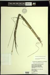 Schoenoplectus subterminalis