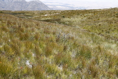 Hypodiscus argenteus