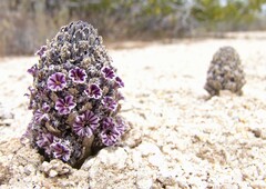 Pholisma arenarium