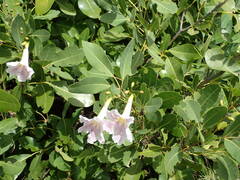 Tabebuia heterophylla