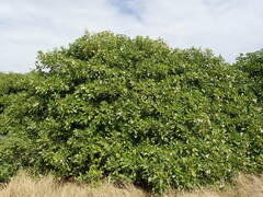 Tabebuia heterophylla