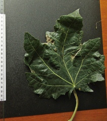 Populus × canescens