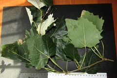 Populus × canescens