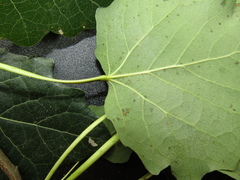 Populus × canescens