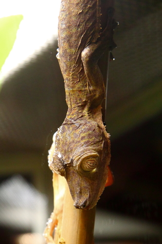 Giant Leaf-tailed Gecko