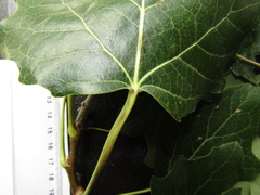 Populus × canescens