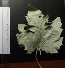 Populus × canescens