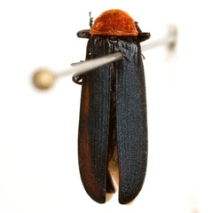 Calochromus ruficollis