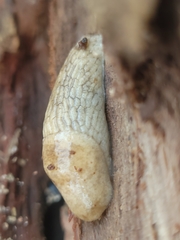 Deroceras reticulatum