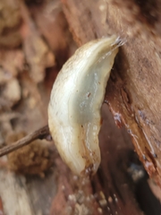 Deroceras reticulatum