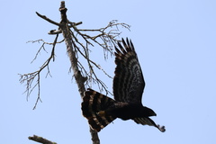 Spizaetus tyrannus