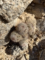 Mammillaria hutchisoniana