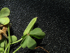 Oxalis dillenii