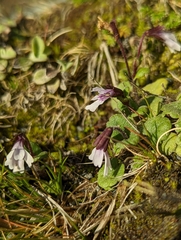 Ourisia breviflora