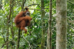 Pongo abelii