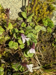 Ourisia breviflora