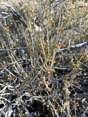 Ephedra californica