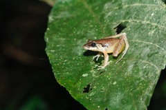 Indosylvirana nicobariensis