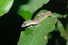 Cyrtodactylus