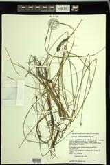 Schoenoplectus subterminalis