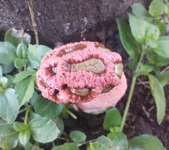 Simblum sphaerocephalum