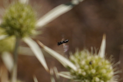 Hylaeus