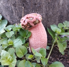 Simblum sphaerocephalum