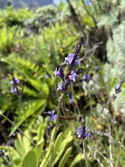 Lavandula canariensis