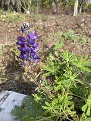 Lupinus succulentus