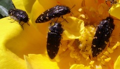 Acmaeodera knowltoni