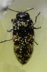 Acmaeodera diffusa