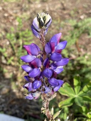 Lupinus succulentus