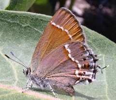 Callophrys gryneus