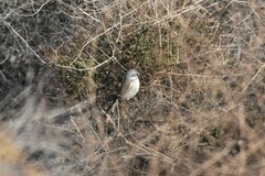 Artemisiospiza belli