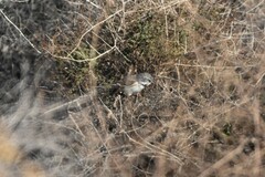 Artemisiospiza belli