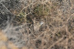 Artemisiospiza belli