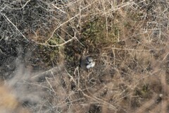 Artemisiospiza belli