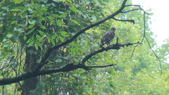 Buteo platypterus