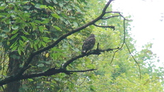 Buteo platypterus