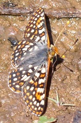 Euphydryas chalcedona