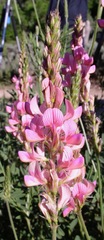 Onobrychis viciifolia