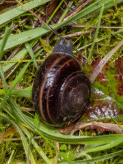 Helminthoglypta sequoicola