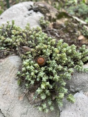 Sedum brevifolium