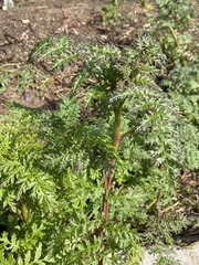 Phacelia tanacetifolia