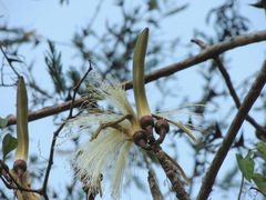 Pseudobombax palmeri
