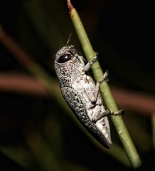 Capnodis