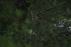Sporophila lineola