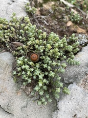 Sedum brevifolium