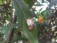 Antiteuchus